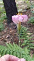 Lilium rubescens