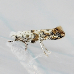 Cameraria hamadryadella