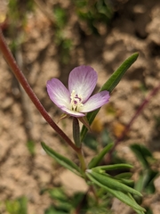 Clarkia affinis