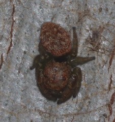 Simaethina