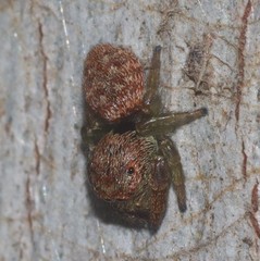 Simaethina