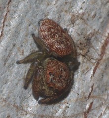 Simaethina