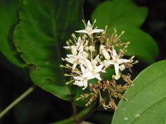 Cornus foemina