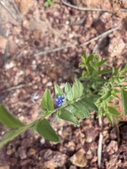 Evolvulus nuttallianus