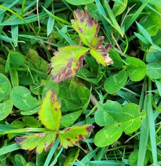 Phragmidium mexicanum