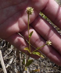 Alternanthera flavescens