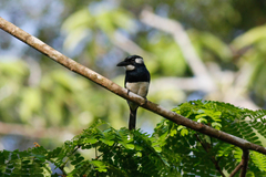 Notharchus pectoralis
