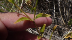 Alternanthera flavescens