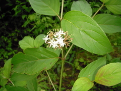 Cornus foemina