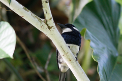 Notharchus pectoralis