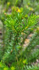 Phyllota squarrosa