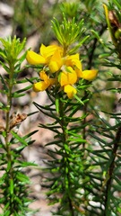 Phyllota squarrosa