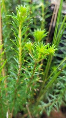 Phyllota squarrosa