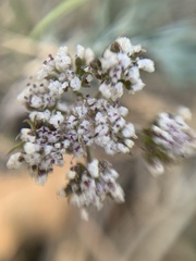 Lomatium orientale