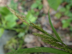 Carex scabrata