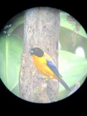 Anisognathus notabilis