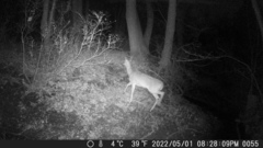 Odocoileus virginianus