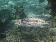 Lethrinus olivaceus