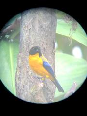 Anisognathus notabilis