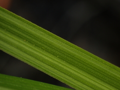 Carex scabrata