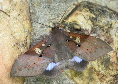 Ischyja ferrifracta