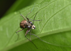Cicindelina