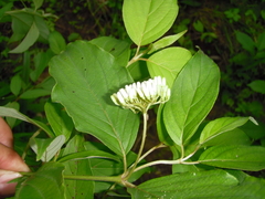 Cornus foemina