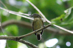 Dysithamnus puncticeps