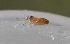Purshivora coryli