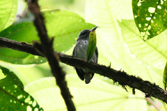 Dysithamnus puncticeps