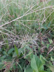 Steinchisma laxum