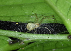 Chrysso lingchuanensis