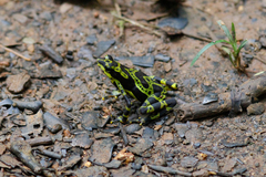 Atelopus spurrelli