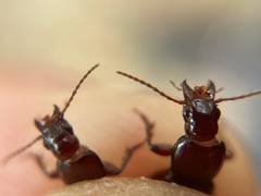 Pterostichus angustus