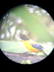 Anisognathus notabilis