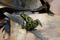Atelopus spurrelli
