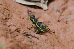Atelopus spurrelli