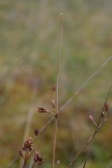 Juncus arcticus