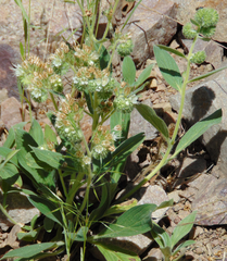 Phacelia heterophylla