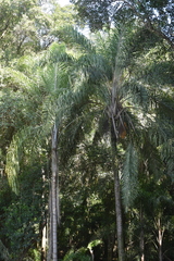 Syagrus romanzoffiana