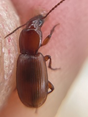 Pterostichus angustus