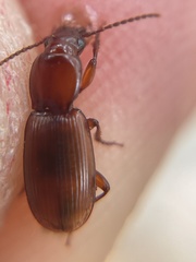 Pterostichus angustus
