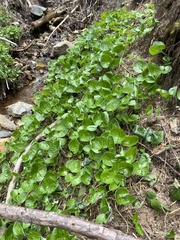 Asarum