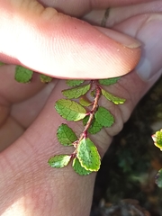 Gaultheria colensoi