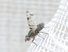 Pseudotephritis corticalis