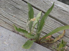 Angiospermae