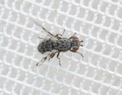 Pseudotephritis corticalis