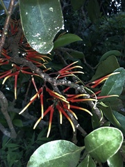 Psittacanthus ramiflorus