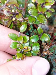 Gaultheria colensoi