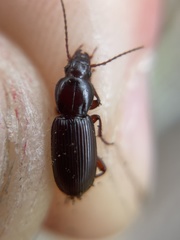 Pterostichus angustus